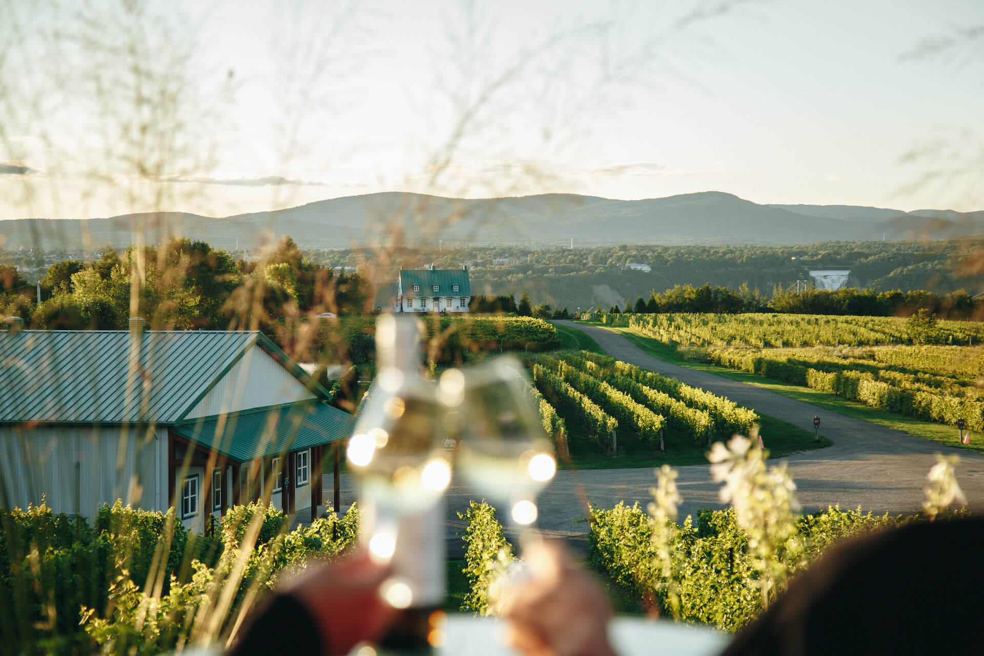 vignoble-ste-petronille-ile-dorleans