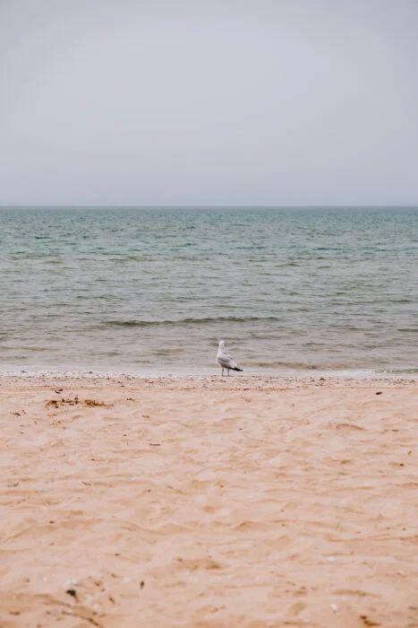 mouette-lakeshore-beach-sandbanks