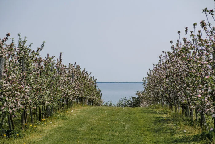 pommiers-cider-prince-edward-county