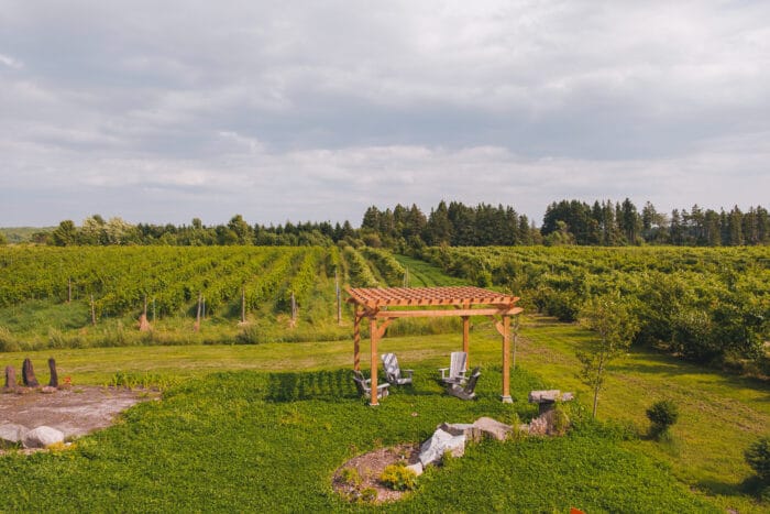 domaine-feux-follets-vignes-champ