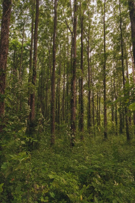 foret-noyer-noir-domaine-joly
