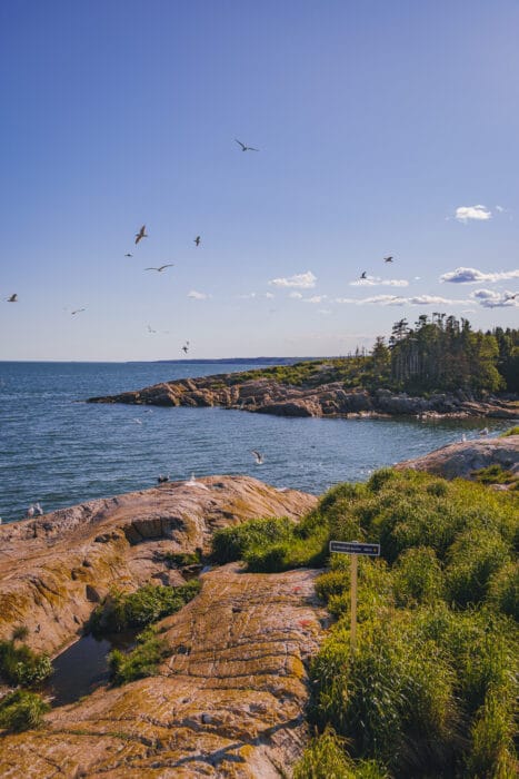 ile-phare-oiseaux