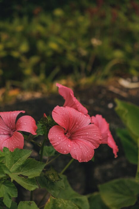 jardin-floral-lapocatiere-fleurs