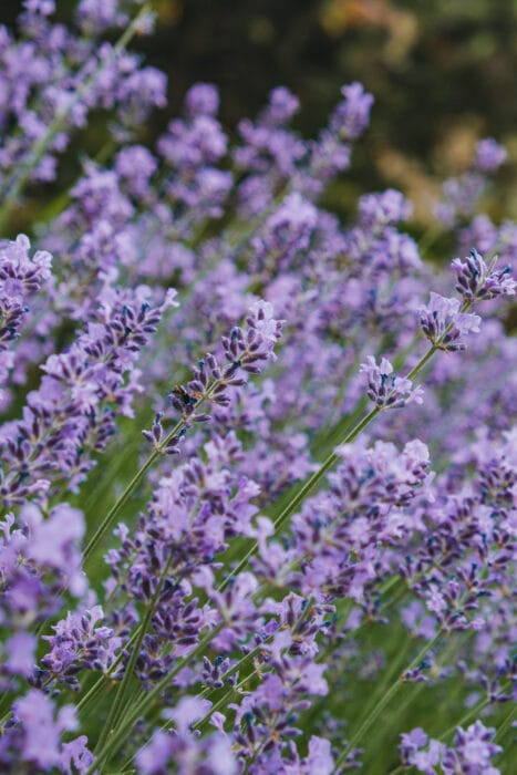 jardin-floral-lapocatiere-lavande
