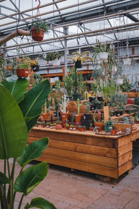 rose-drummond-cafe-cactus