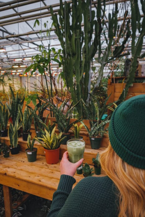 rose-drummond-cafe-cactus-mj