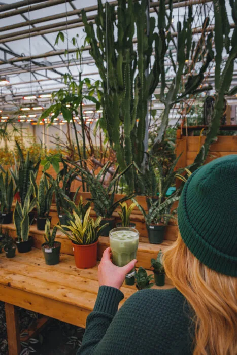 rose-drummond-cafe-cactus-mj