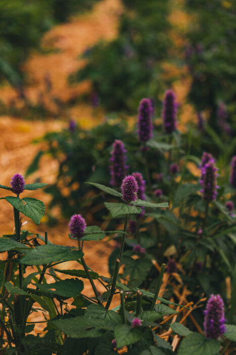 herboristerie-fee-bois-fleurs-jardins