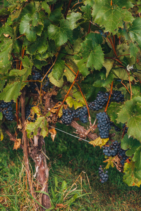 vignoble-chariot-rouge-vignes-raisins